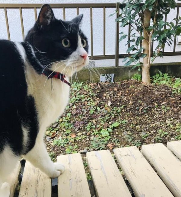 金股配资网 8岁奶牛猫坐驱猫垫，主人傻眼，它却一脸淡定！